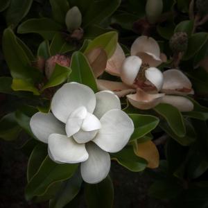 053_michael_menendez_photography_magnolia-blossom