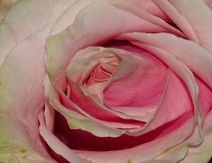 148_photography_pink petals