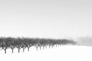 bordfeld_ken_orchard-in-snow