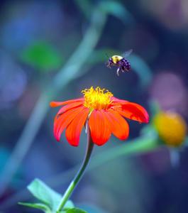 Anticipating Pollination
