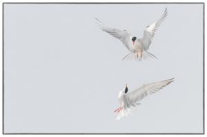 Dancing Terns