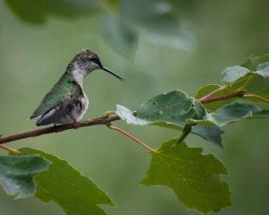 Resting Hummingbird
