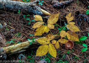 Forest Floor I