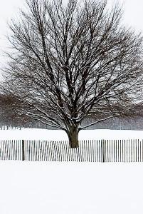 Maple in Snow, Holmdel Park