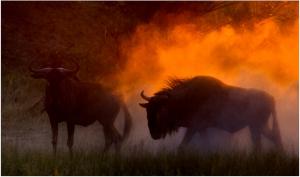 109 mark schwartz wildebeest kicking up dust