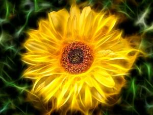 117 william unger magical sunflower
