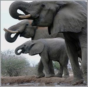 019 dana cohoon 3 elephants