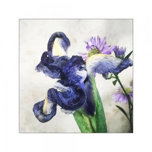 036 geri gray blue iris