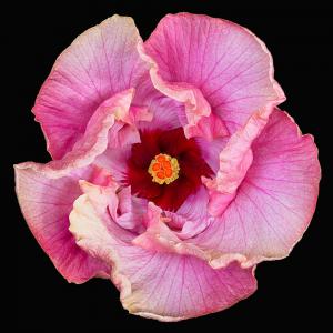 055 vince matulewich pink hibiscus