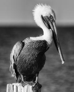 070 frank parisi shy pelican