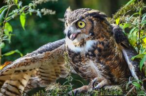 075 angela previte focus of the great horned owl