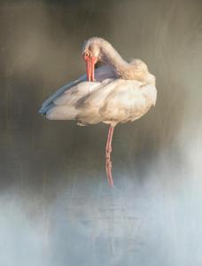 025 jerry deutsch ibis in the morning