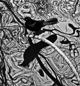 084 rosemarie reinman blackbird with reflections