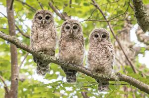 106 ray yeager three owlets