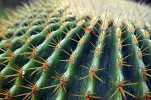 56 tyler nunnallyduck photography hypnotic cactus