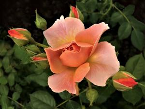 074 rosemarie reinman photography rose in bloom