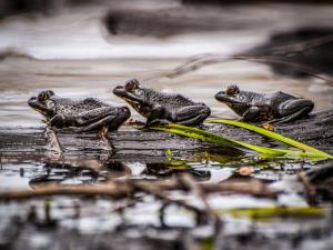 071 bob novak frogs on a log