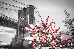120 igor maloratsky Red Berries by Brooklyn Bridge New York
