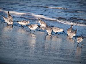 157 bob novak sanderlings